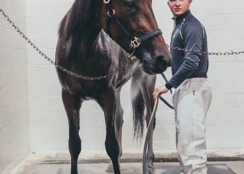 23-1 dq winner in Preferred Trot