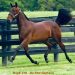Two stunning Captaintreacherous yearlings – Lexington Select Sale