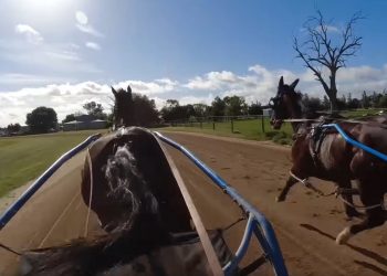 Slide into the sulky for Max Delight’s crucial Cup workout