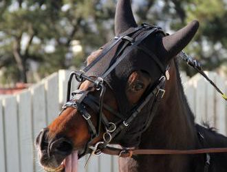 Revenue S gelding in 87th victory