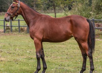 High demand for fillies at the Aby Yearling Sale