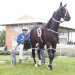 Southland harness racing awards results 2 Southland harness racing awards results