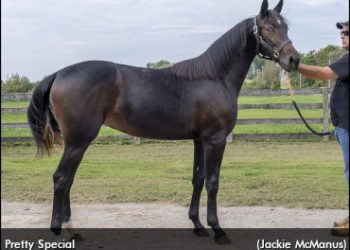 London Virtual Yearling Sale comes to a close