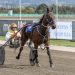 A super two-state Saturday night at the trots