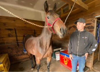 New owners boost PEI yearling sale to record numbers