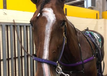 Stacy Chiodo is dreaming Breeders Crown