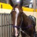 Stacy Chiodo is dreaming Breeders Crown