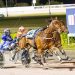 Another speedy harness racing mare secured for The Race 2 Spellbound delivers a sparkling first-up win
