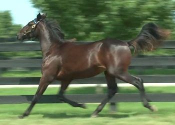 Huge average for Lazarus yearlings at Lexington