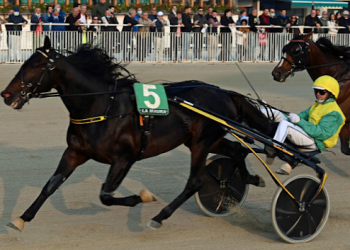 Another big win for Vivid Wise As