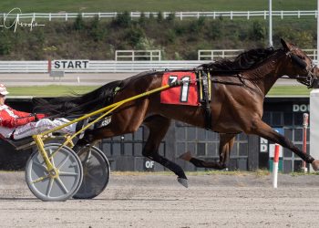 Frankly My Dear zooms by in feature trot