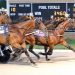 Cavalry charge finish in Dayton Open Trot