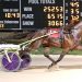 Ocean Rock crushes them in the pacing Derby 3 Ocean Rock crushes them in the pacing Derby