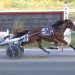 Trotting mare smashes own track record