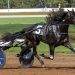 Walner invades the Hoosier State 2 Branded By Lindy on top in International Stallion Stakes