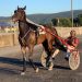 Donato Hanover gelding wins 6th straight 1 Donato Hanover gelding wins 6th straight