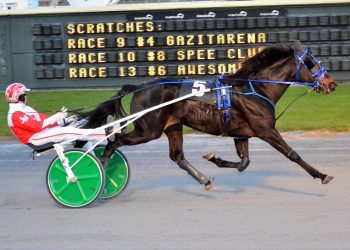 Anders Bluestone foals dominate in DSBF