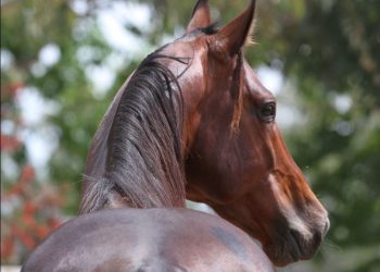 A huge weekend for Alabar stallions