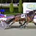 Follow The Stars progeny top $1 million this season