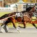 Local debut a winning one for Big Box Hanover 1 Local debut a winning one for Big Box Hanover