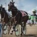 Equine virus halts racing at Century Mile