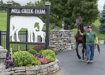 Mill Creek Farm donates to Purple Haze SAP