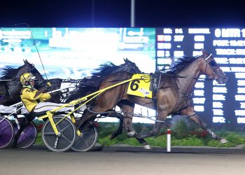 2021 a tremendous year for OSS horses