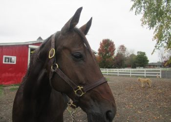 A gentleman living the good life