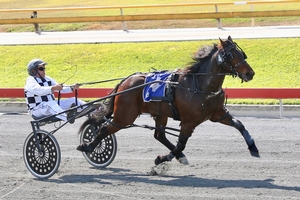 Queensland harness racing wrap