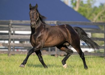 A huge weekend for Alabar stallions