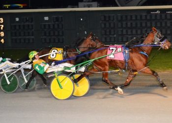 Pacing colts in elimination action in DSBF