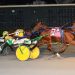 Pacing colts in elimination action in DSBF