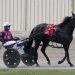 Domination in Crown heats by top stable