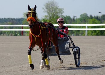 Young driver/trainer seeks bigger challenges