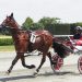 Justalittlesip provides 100th training win