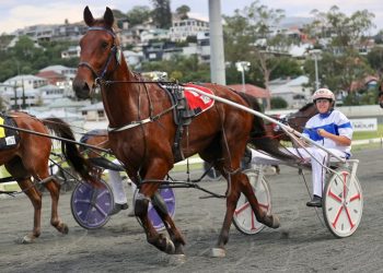 Queensland harness racing wrap
