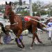 Queensland harness racing wrap 2 Queensland harness racing wrap