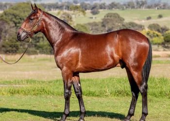 Interest in APG Sale from ‘across the ditch’