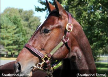 History making trot mile at Charlottetown
