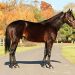 NJ sire Walner led the sales