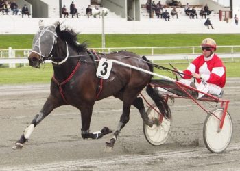 Trotting double for Robert Wilson