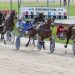 South Coast Arden sensational in NZ Pacing FFA 3 South Coast Arden sensational in NZ Pacing FFA