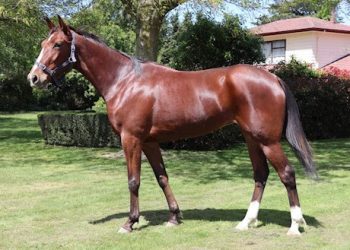 New auction online now