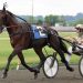 Trotting stallion Bar Hopping has died 3 Son of Bar Hopping to stand at Hickory Lane
