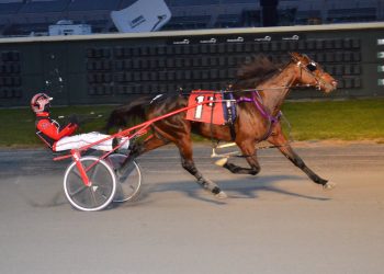 Trotting colts battle in DSBF series