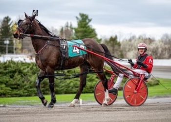 Horse novice now has four drives at Big M