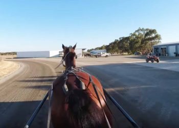 Vital Vicbred hit-out for top filly