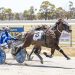 13 wins straight for 2YO trotter