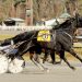 Squee Hanover handles Open Trot
