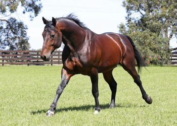 Impressive workout results for the progeny of Vincent!